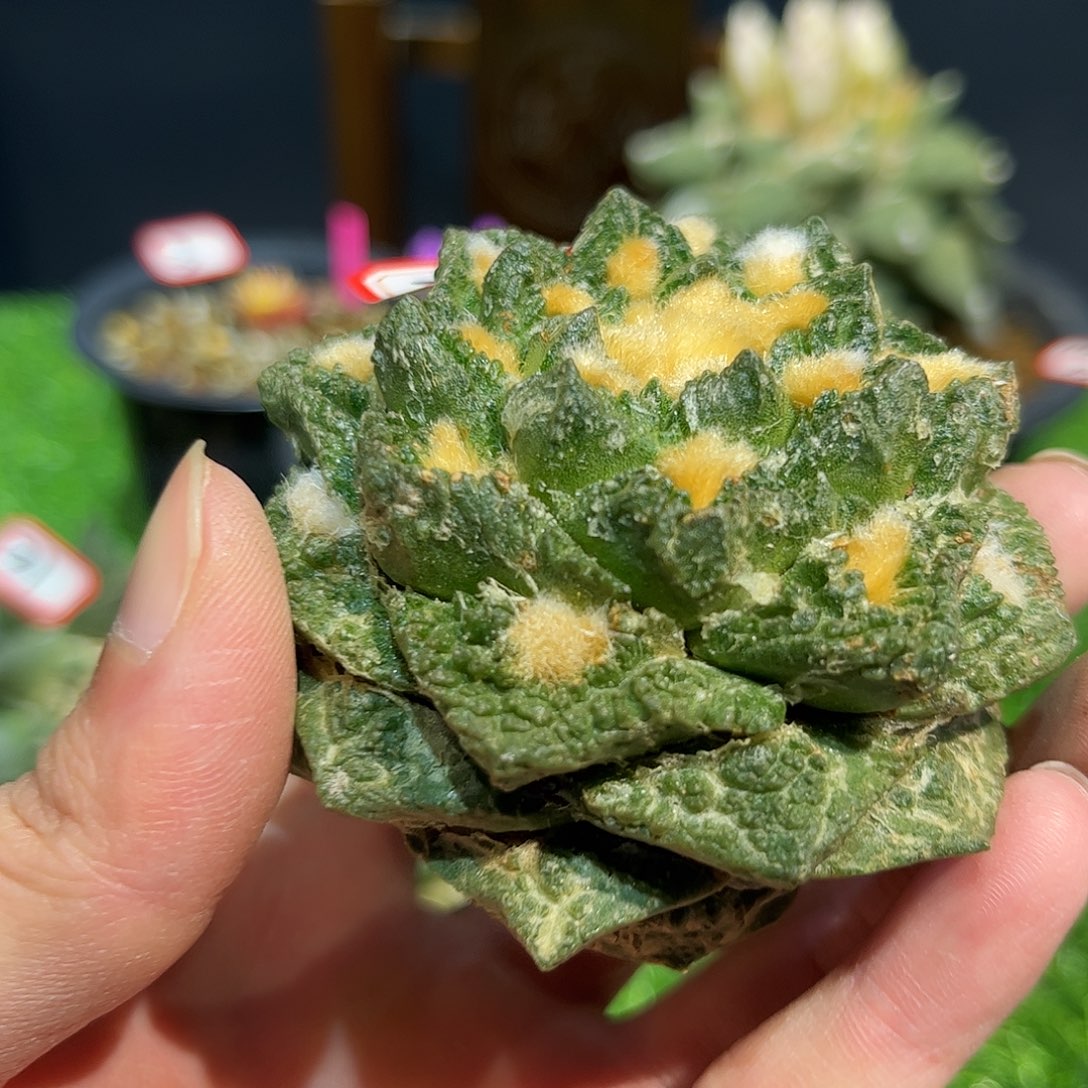 22号自根龙角龟福利