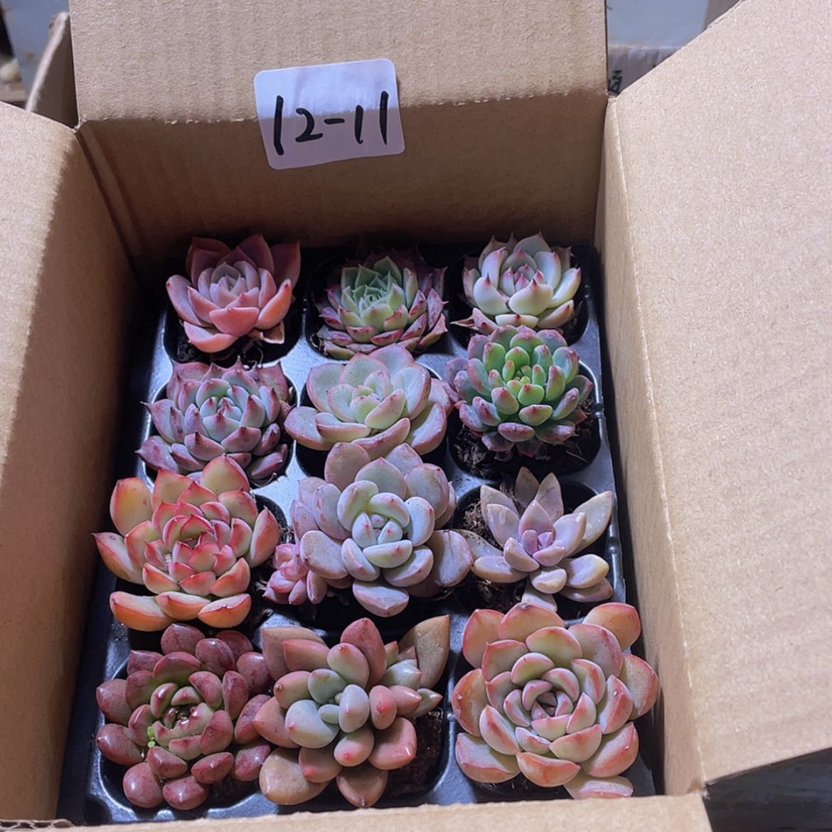 【闪购商品】12颗-11