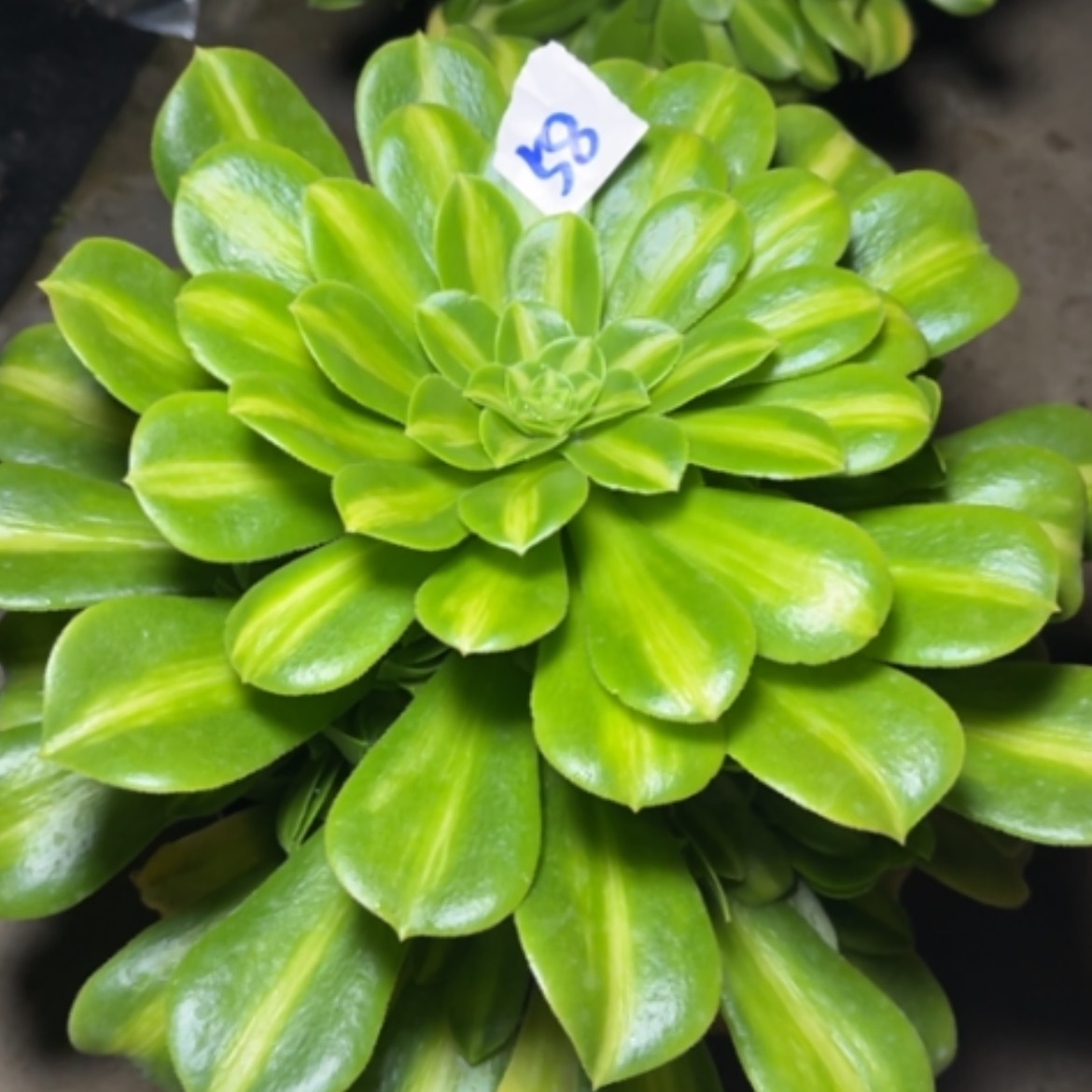 【闪购商品】58翡翠琉璃多肉法师