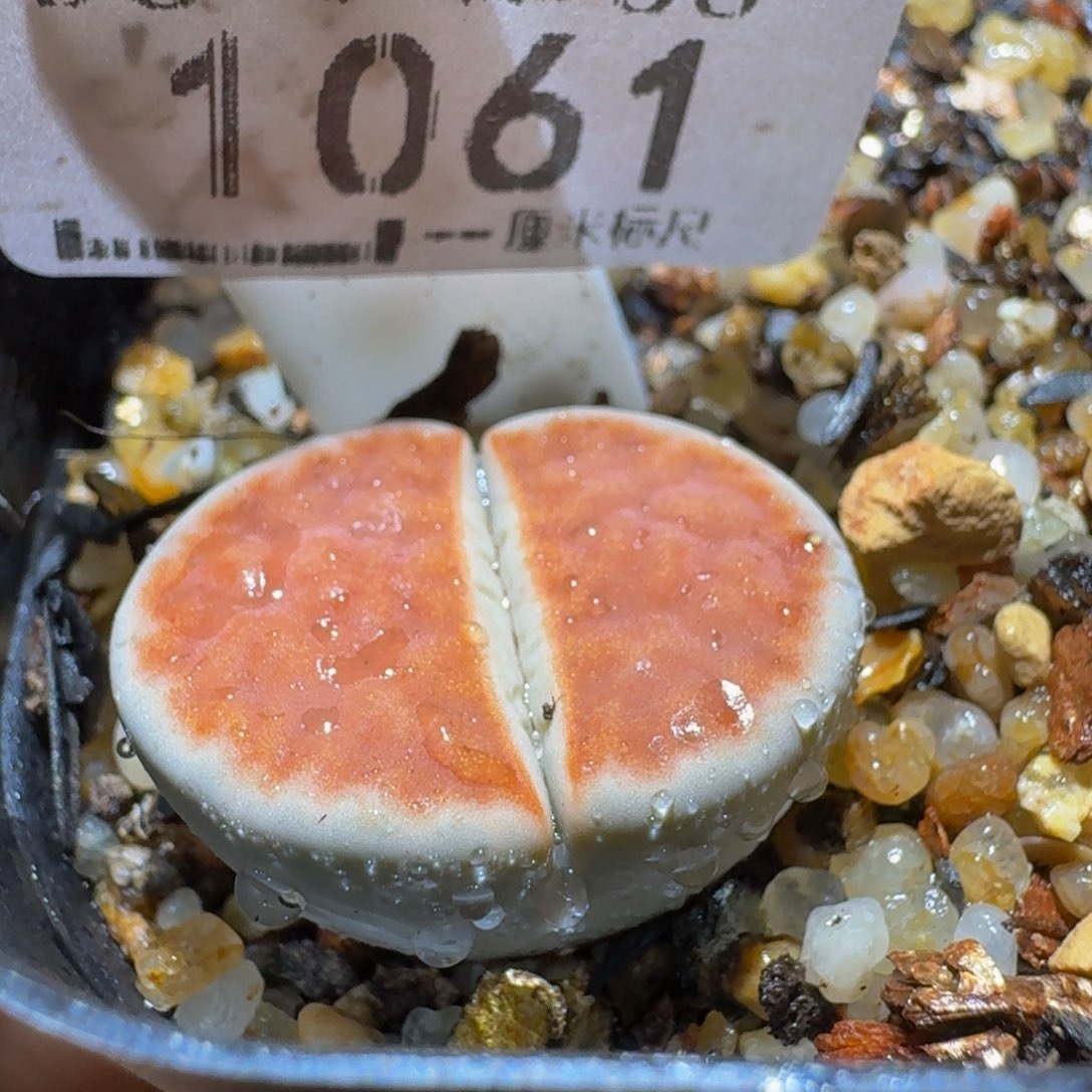 Sss清仓便宜出了1061卡2