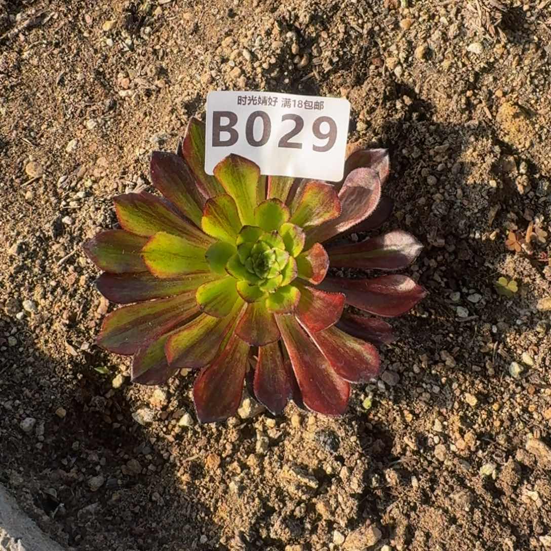 恃**骄029莫兰迪多肉植物