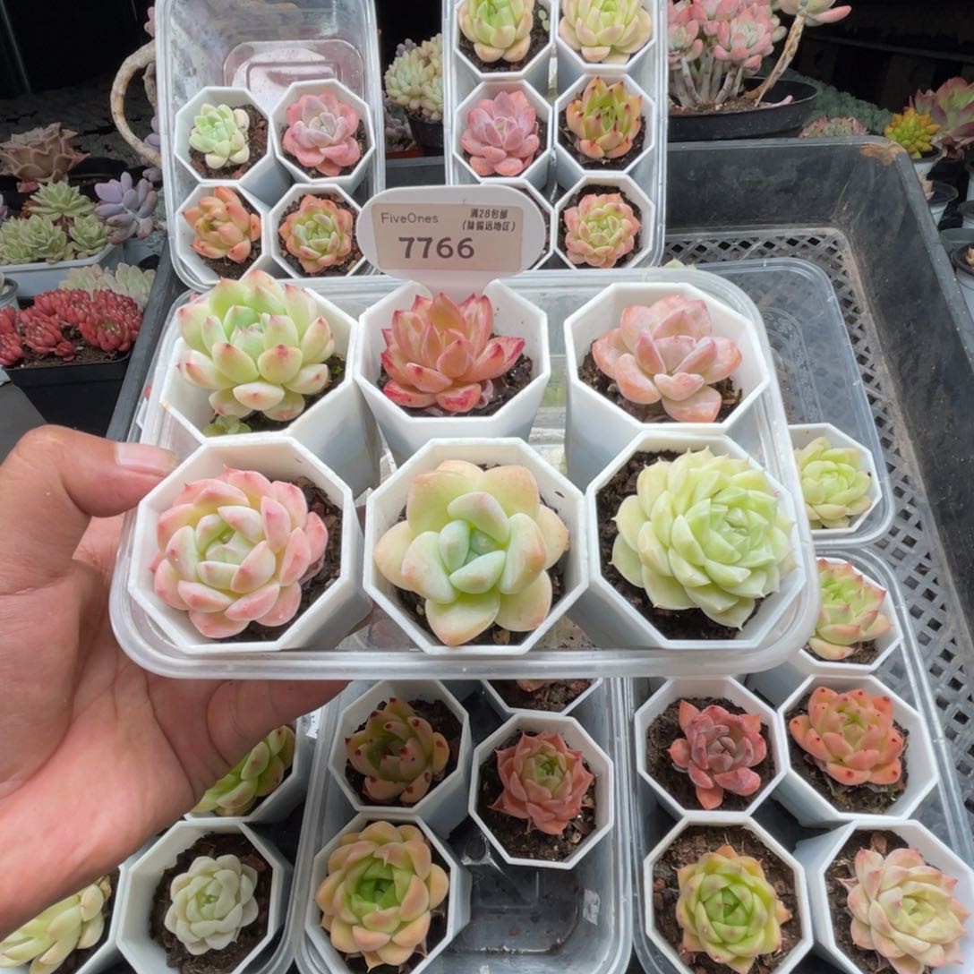 天****n7766单头组合4.0厘米