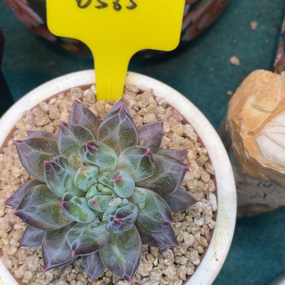 这么样我不去想6565