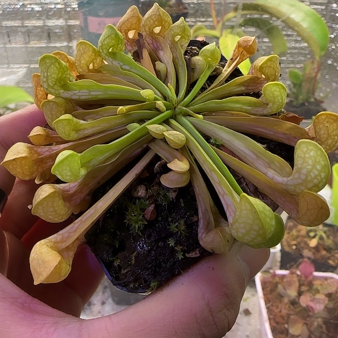 无花朵专拍绿鹦鹉