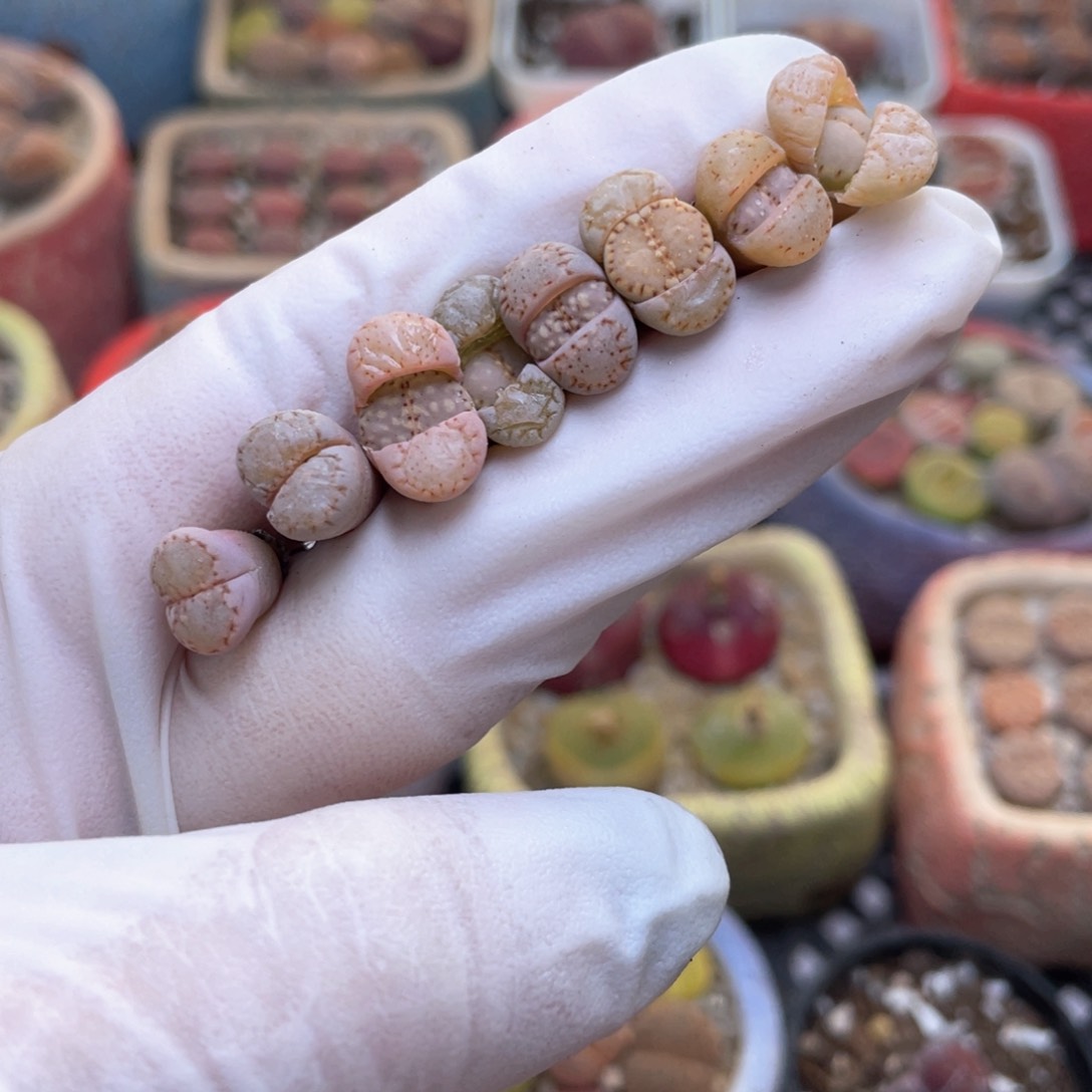 8号 彩饼干 888888