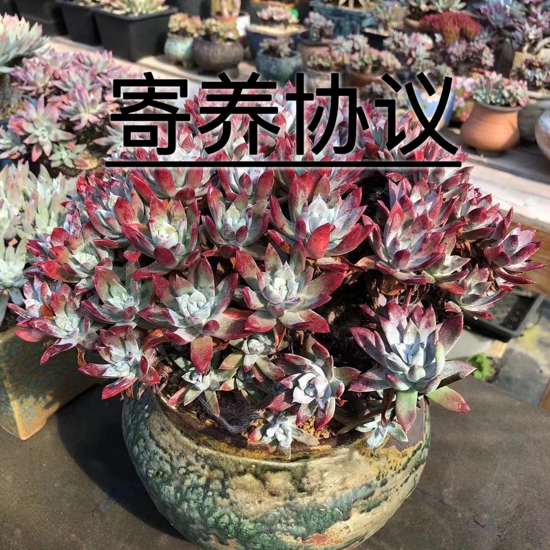 木南多肉寄养链接