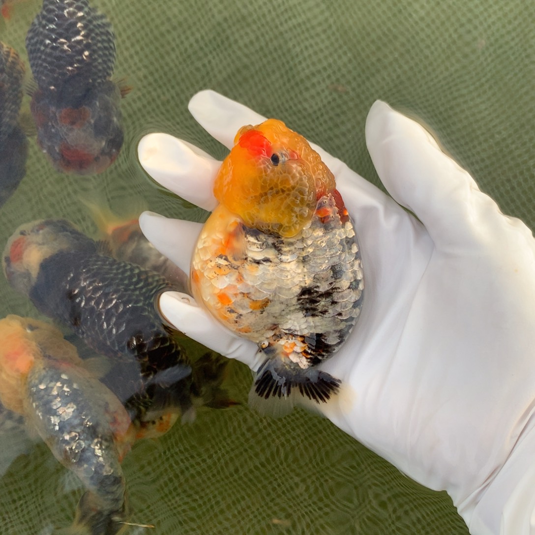 金鱼麒麟兰寿特色