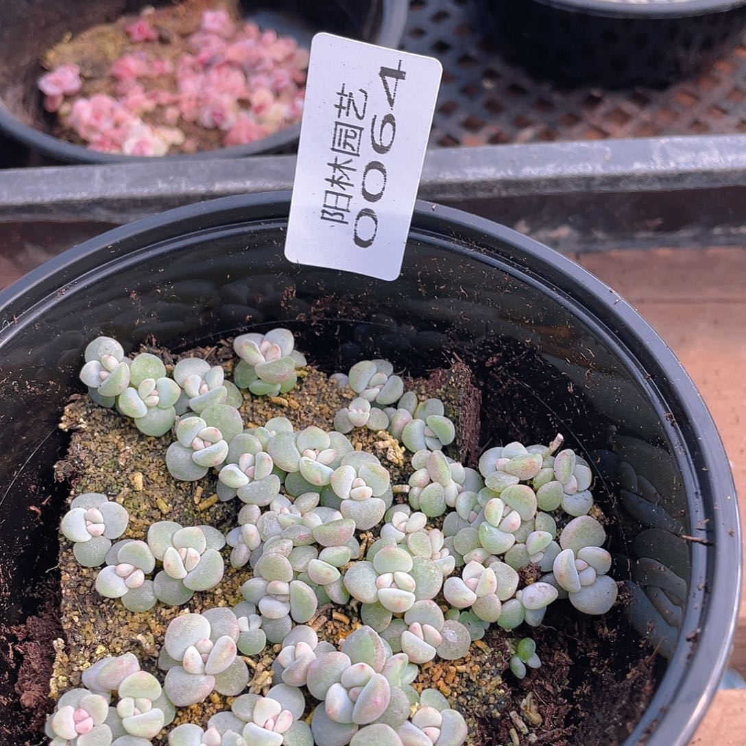 多肉植物多肉植物64