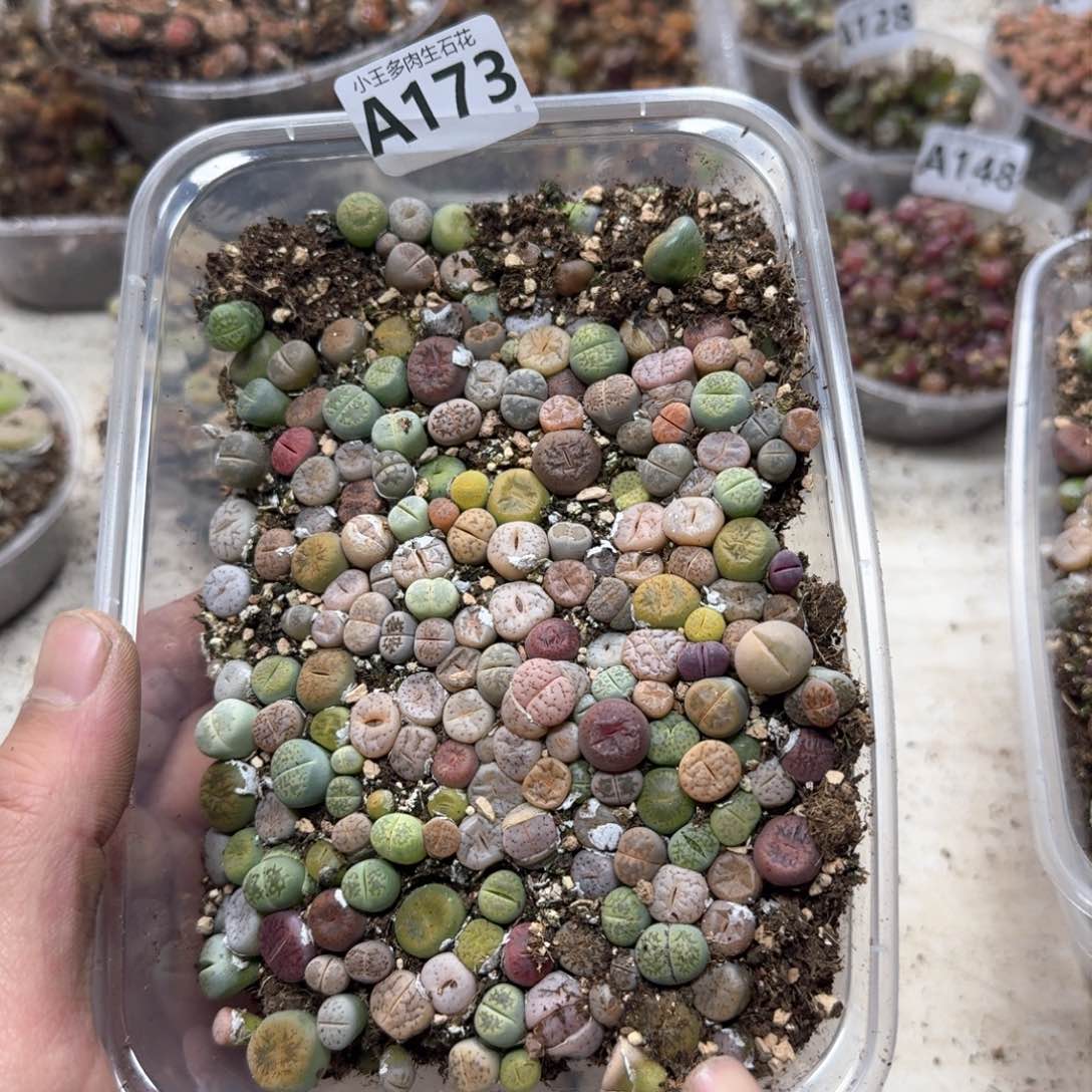 A173 彩色生石花一大盒