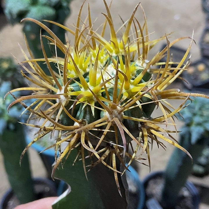 无花朵福利狂刺金冠龙977