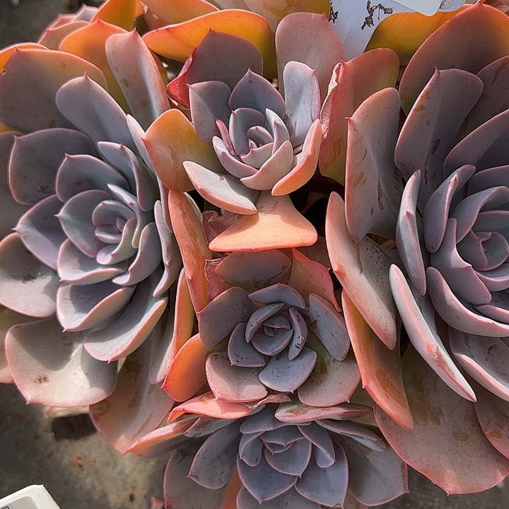 L****多肉植物组合盆栽26-22