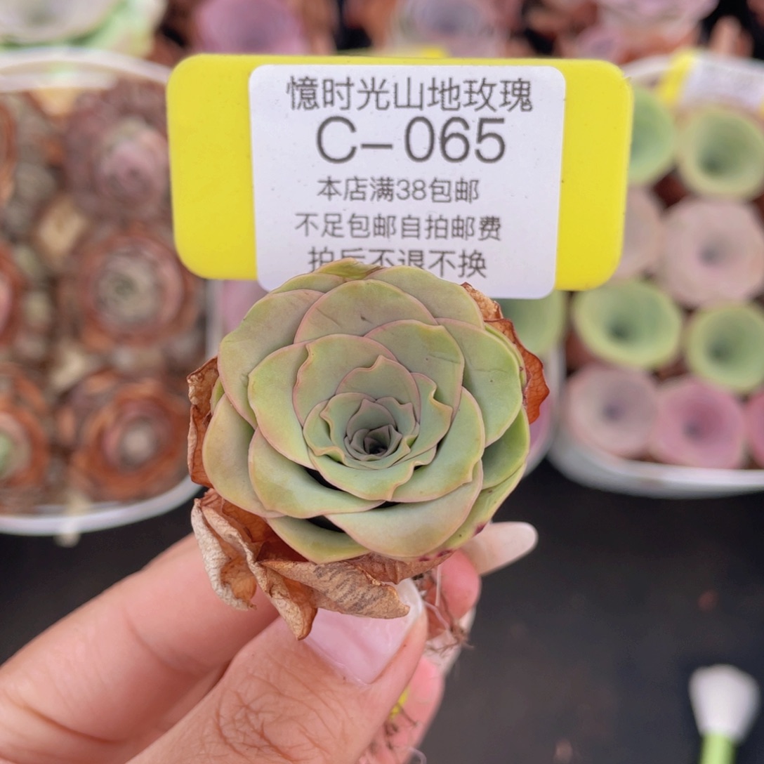 山地玫瑰C065满38包邮裸根发货