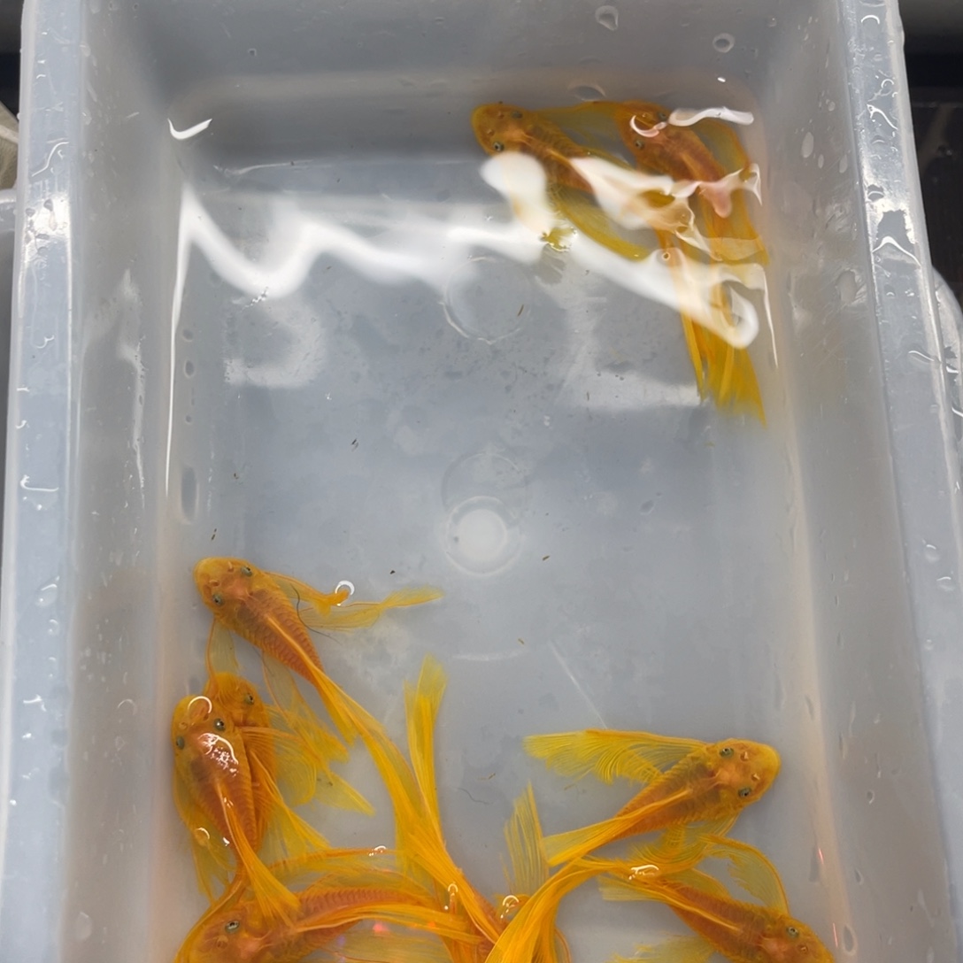 清道夫鱼大号帆10条开箱视频报损