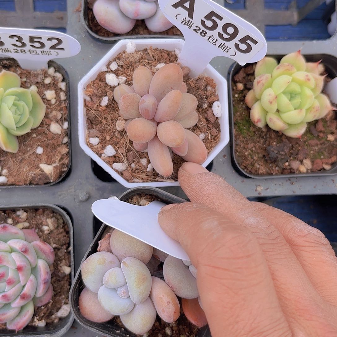 A595糖果美人一物一拍