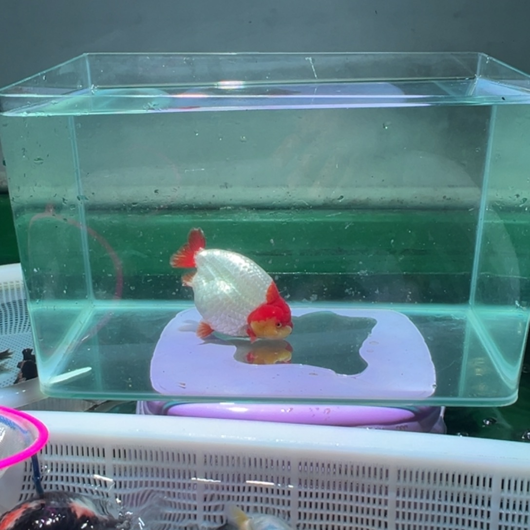 亿***金鱼潘氏金鱼兰寿金鱼