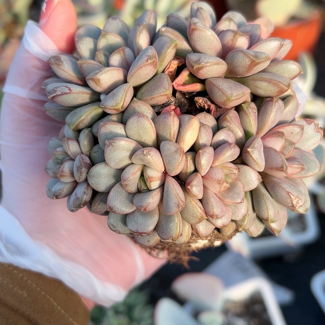 多肉植物葡萄群生