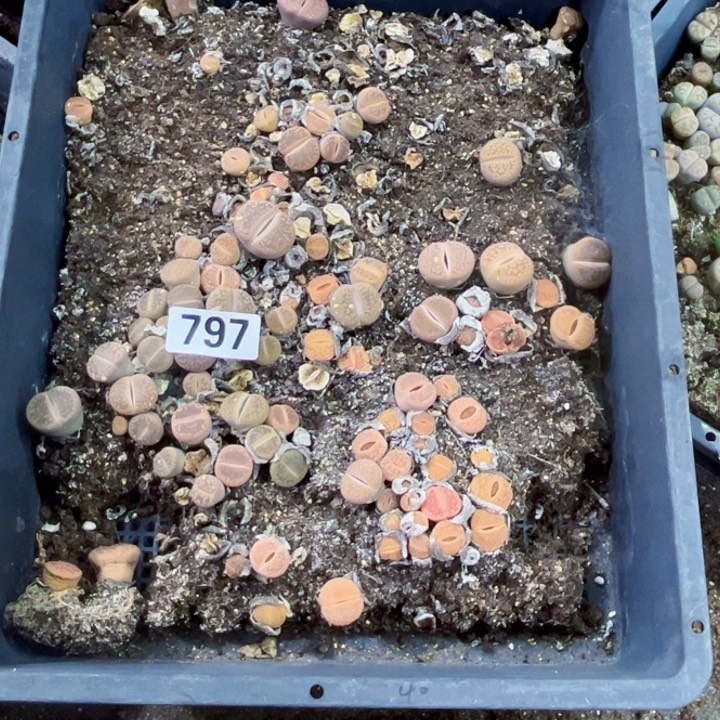 797 脱土生石花一物一图如图带框