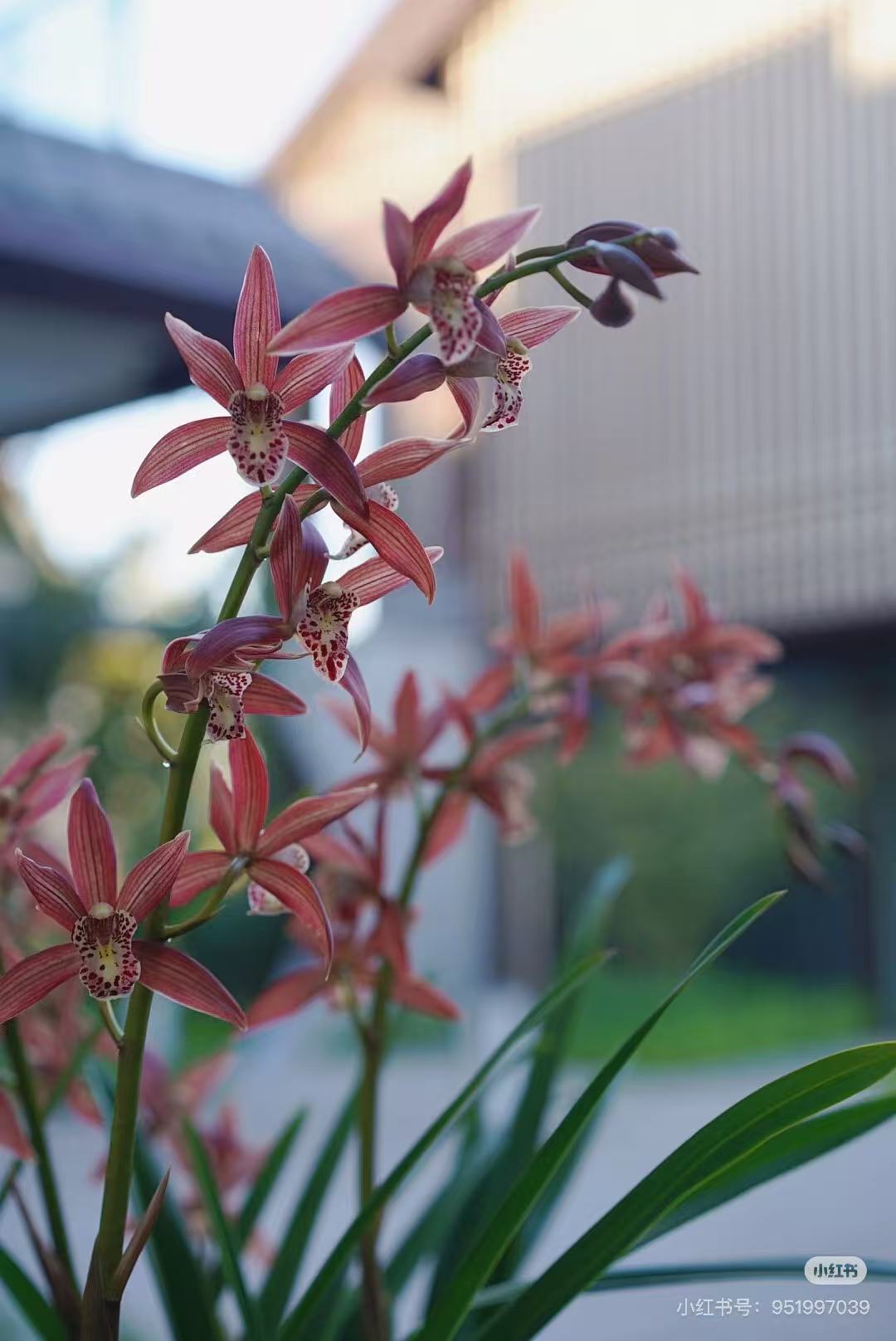 台北小姐）大花蕙兰室内盆栽兰花绿植3- 5支花剑（0度以下拍保温棉）
