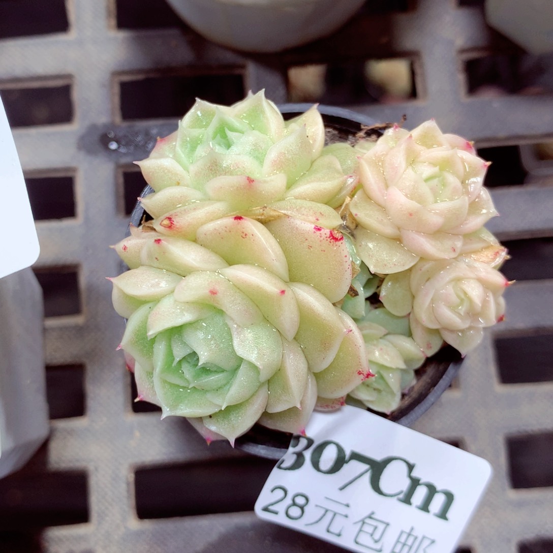 5厘米盆精控多肉307