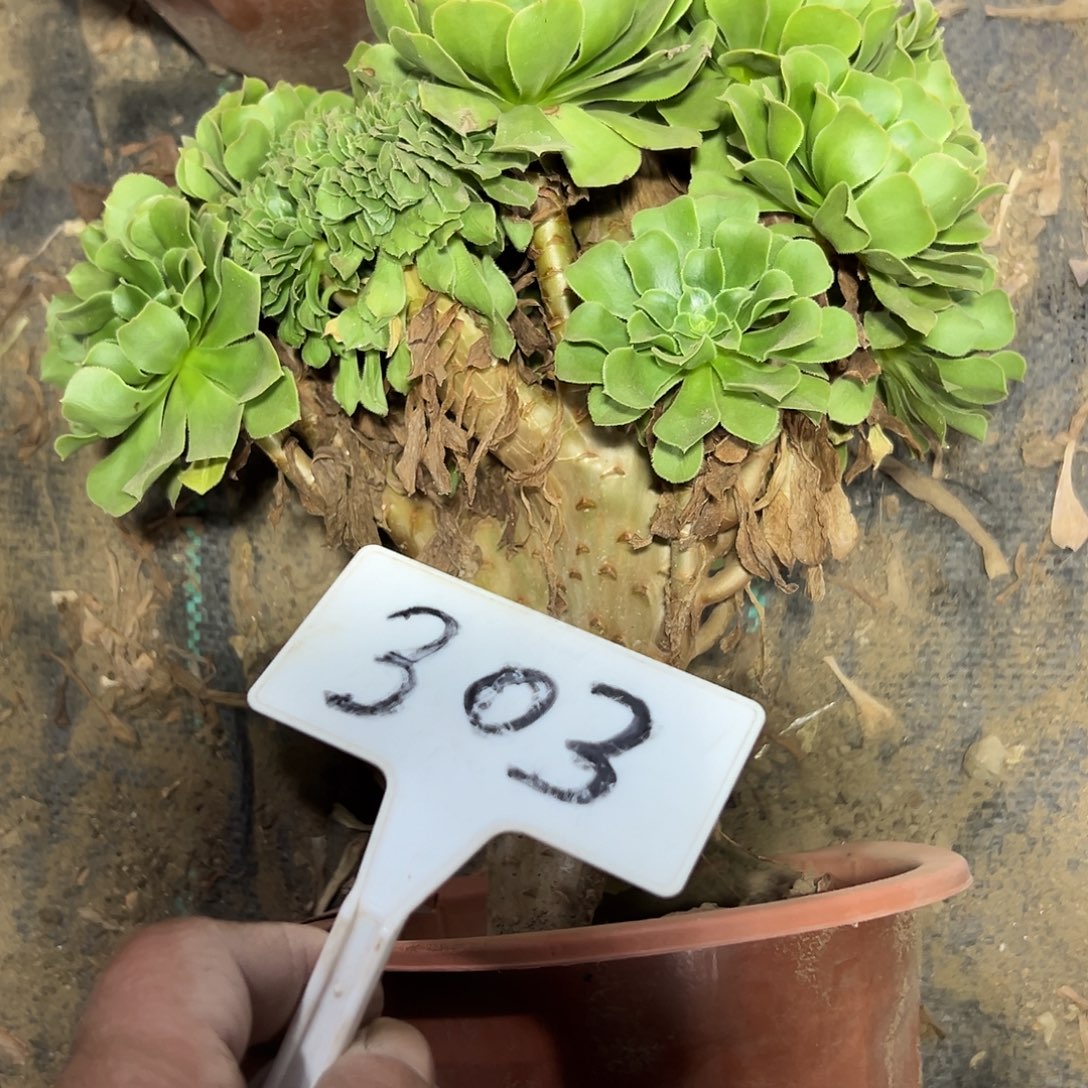 爱***正多肉植物绿羊绒缀花