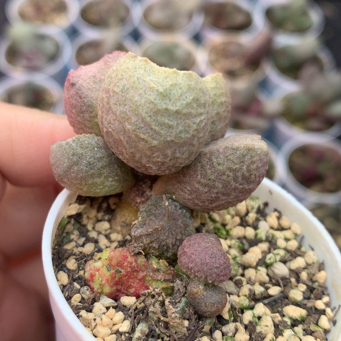 红烧肉缀化 一物一拍包邮