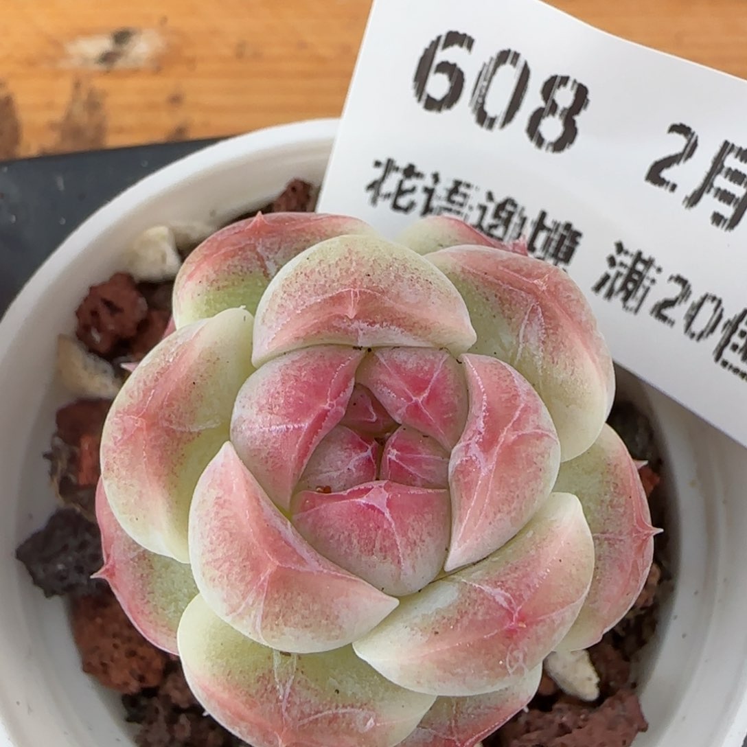 花语逸镜0206-608