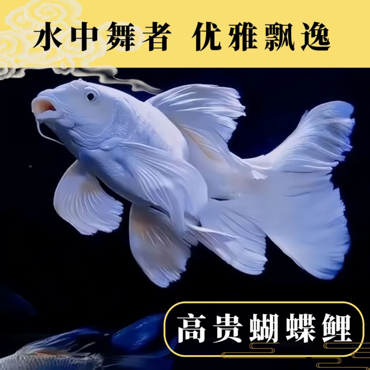 13-15精品纯贵妃普体蝴蝶鲤冷水观赏鱼苗好养耐活到家观赏鱼