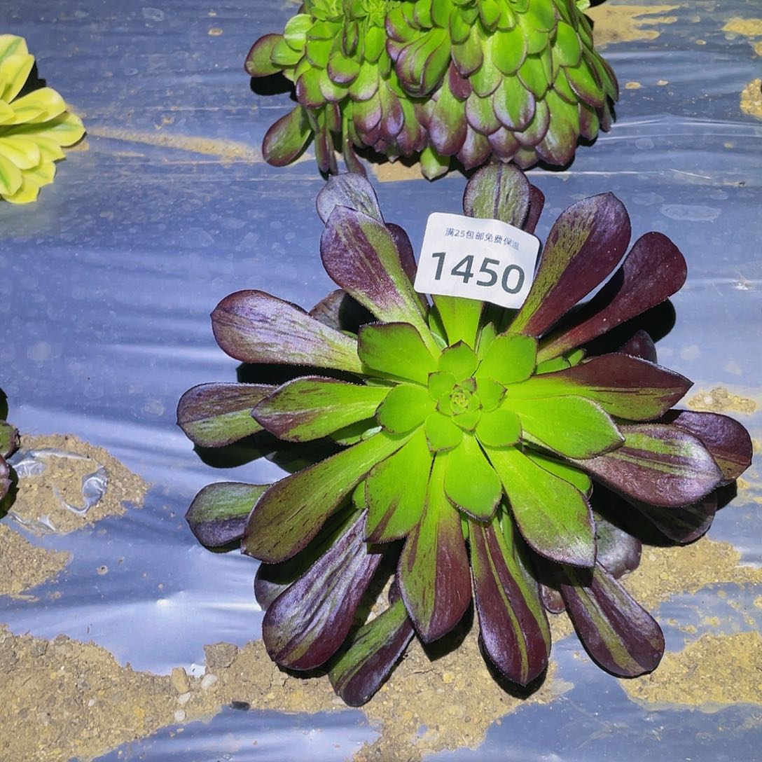 1450铜壶拉丝多肉植物