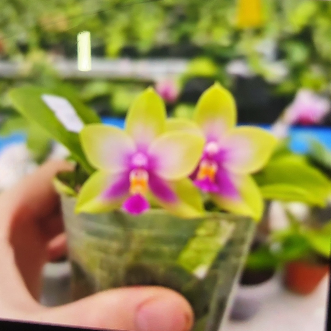 当前无花栽培后可以开花蝴蝶兰黑鹰1.7