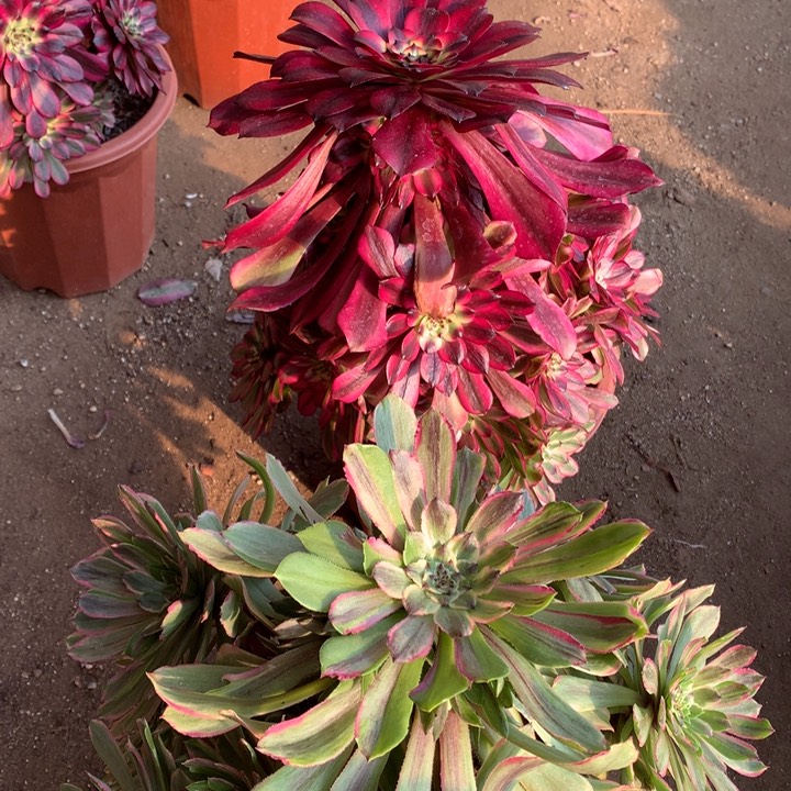 不包损141号美姬花脸粉黛