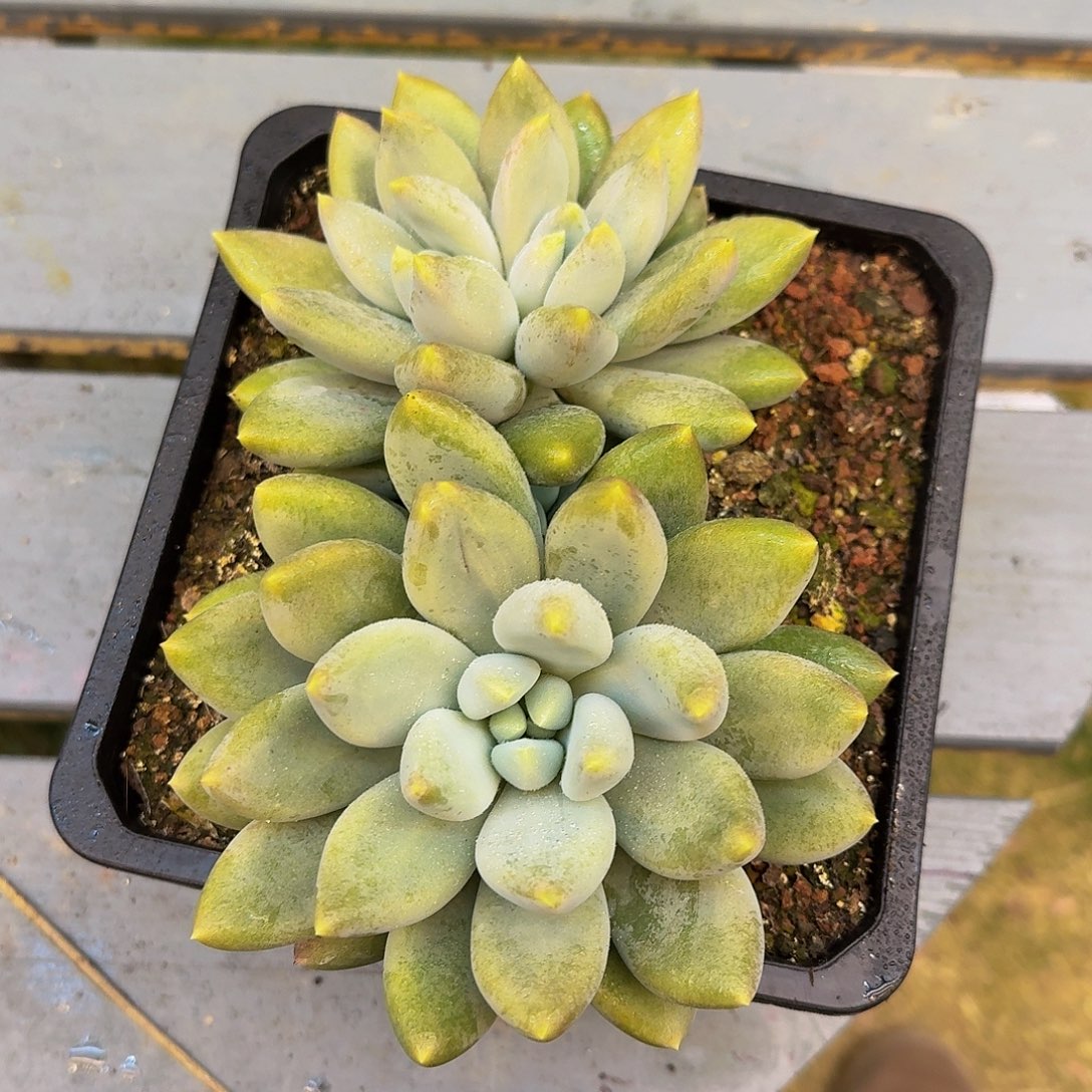 哥特萝莉群一颗竞拍