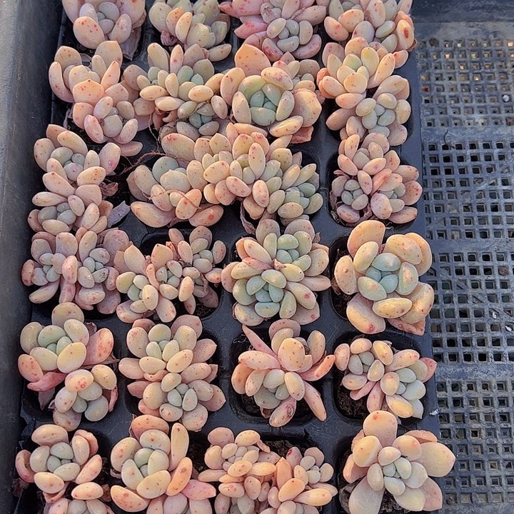 直播福利一物一拍71