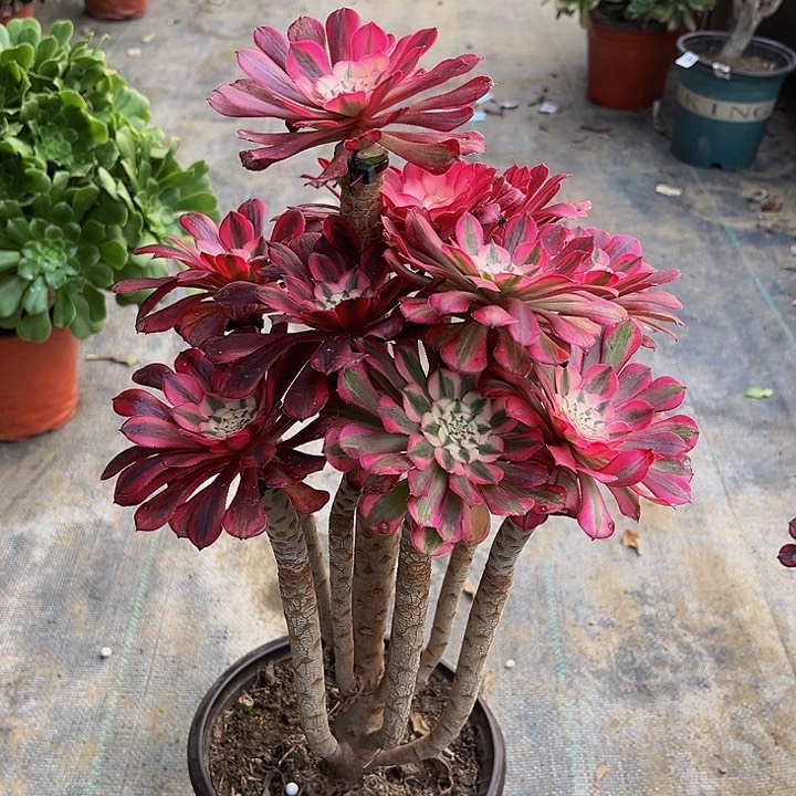 嫁接法师一物一图20