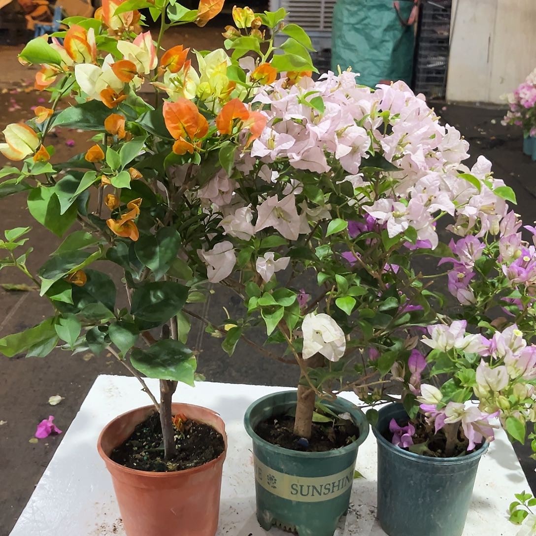 完全开放凤凰，苹果花，雪紫