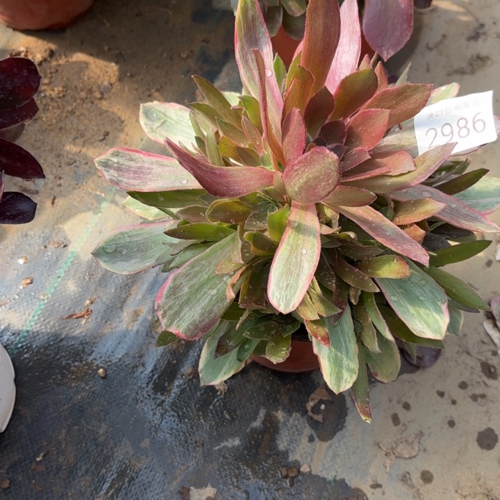 浣纱多肉法师2986