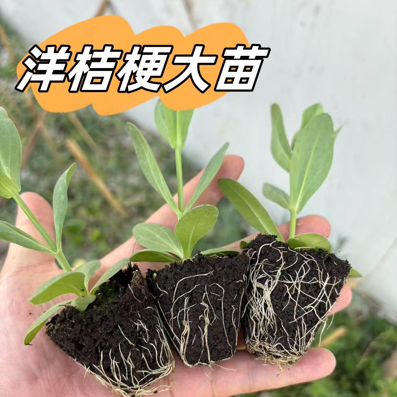 【重瓣洋桔梗大苗】四季开花多年生草本花卉易养活室内外盆栽云南发