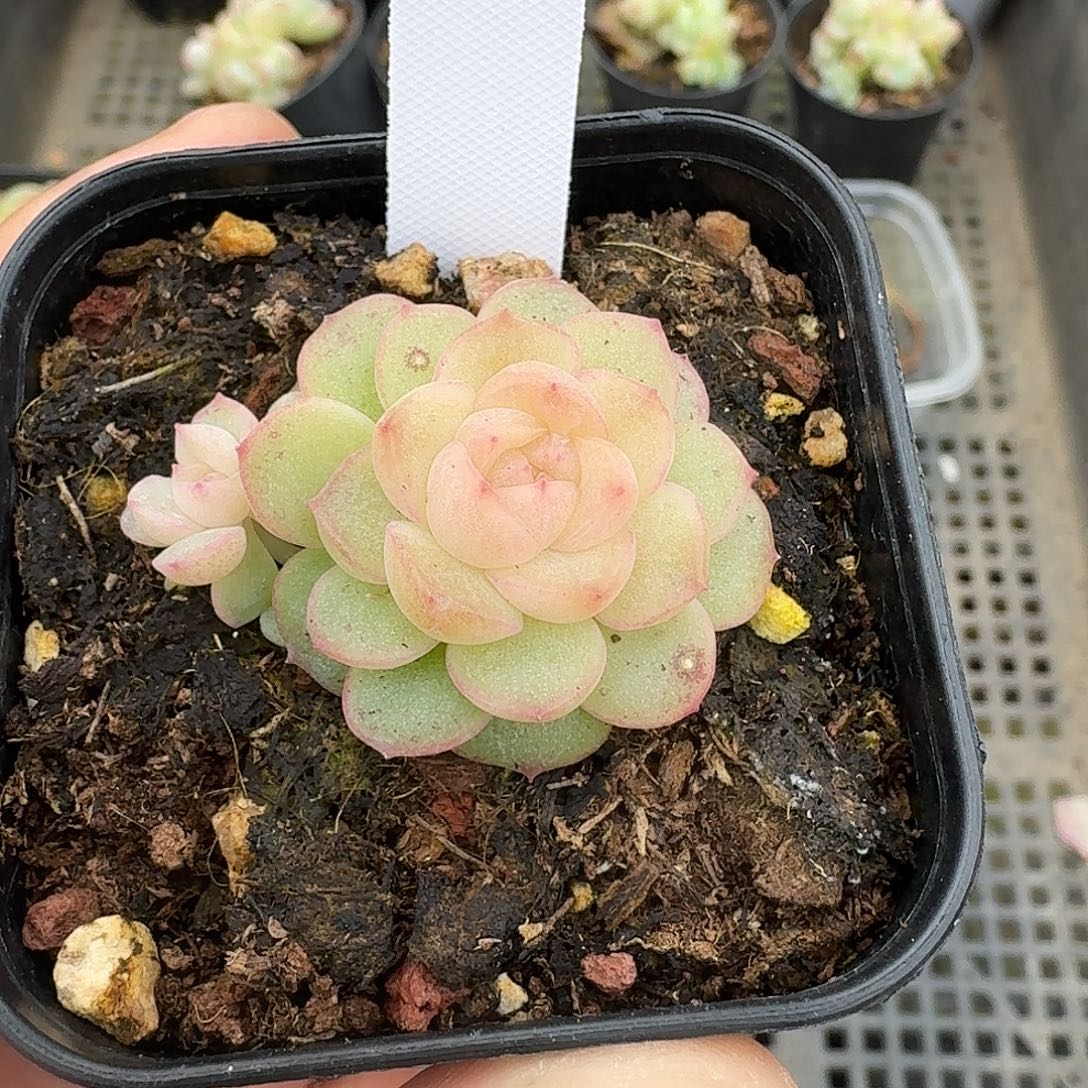 943甘棠多肉植物888