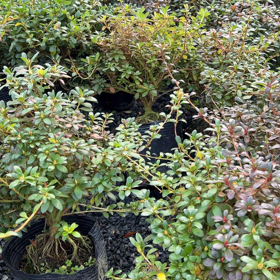 无花朵盆景皋月杜鹃绢之舞