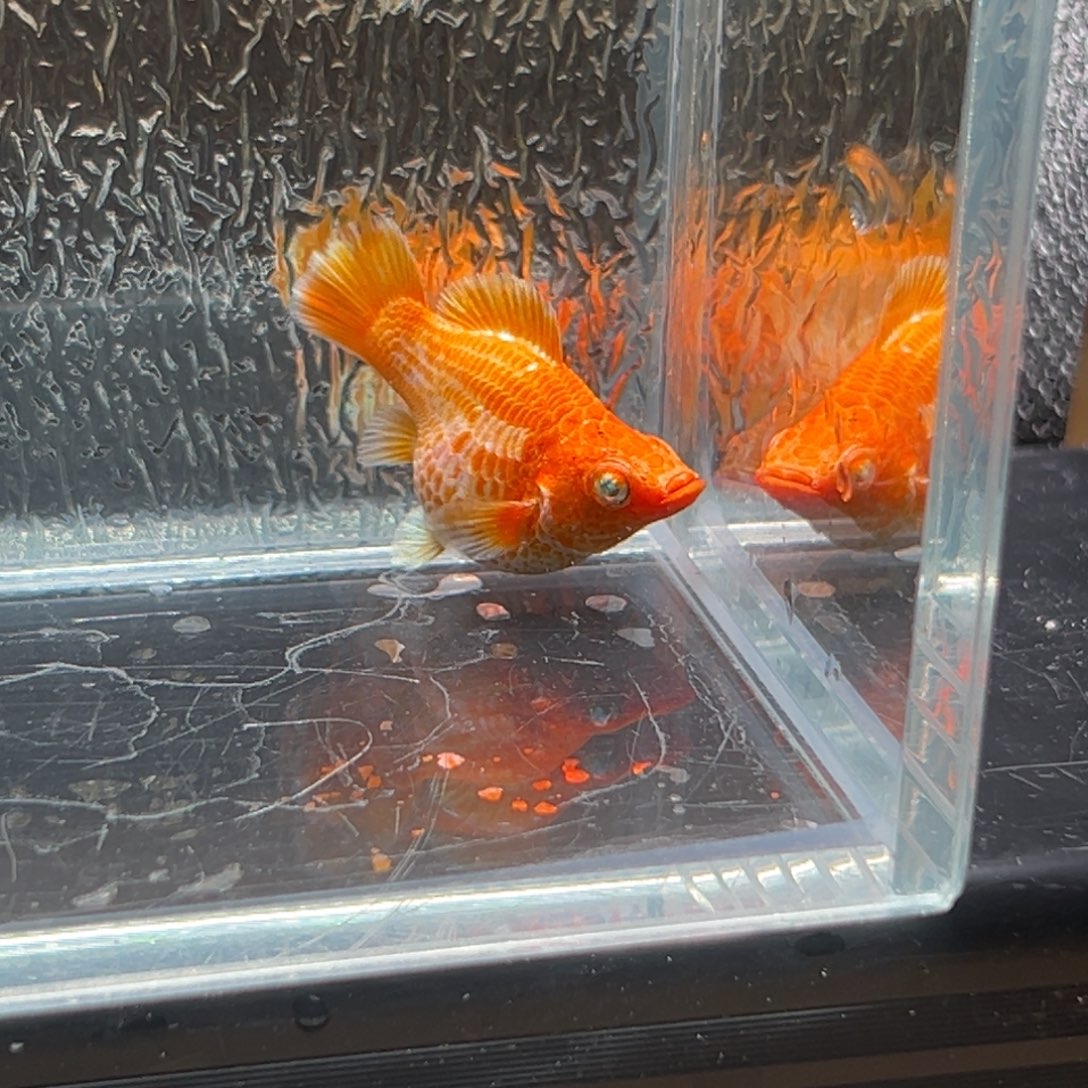 孔雀鱼玛丽鱼一条黄金眼