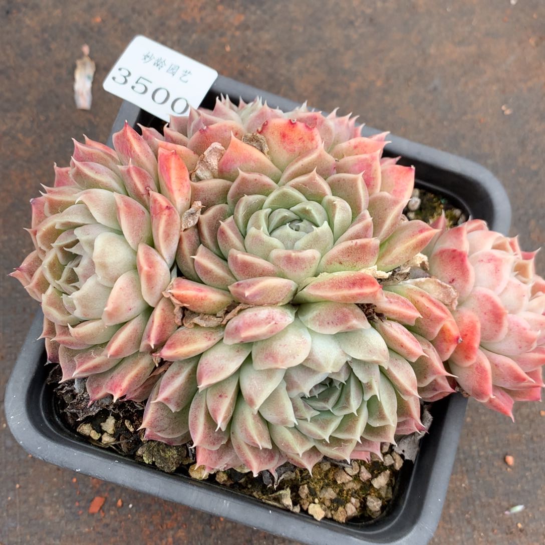 3500新年快乐发发发