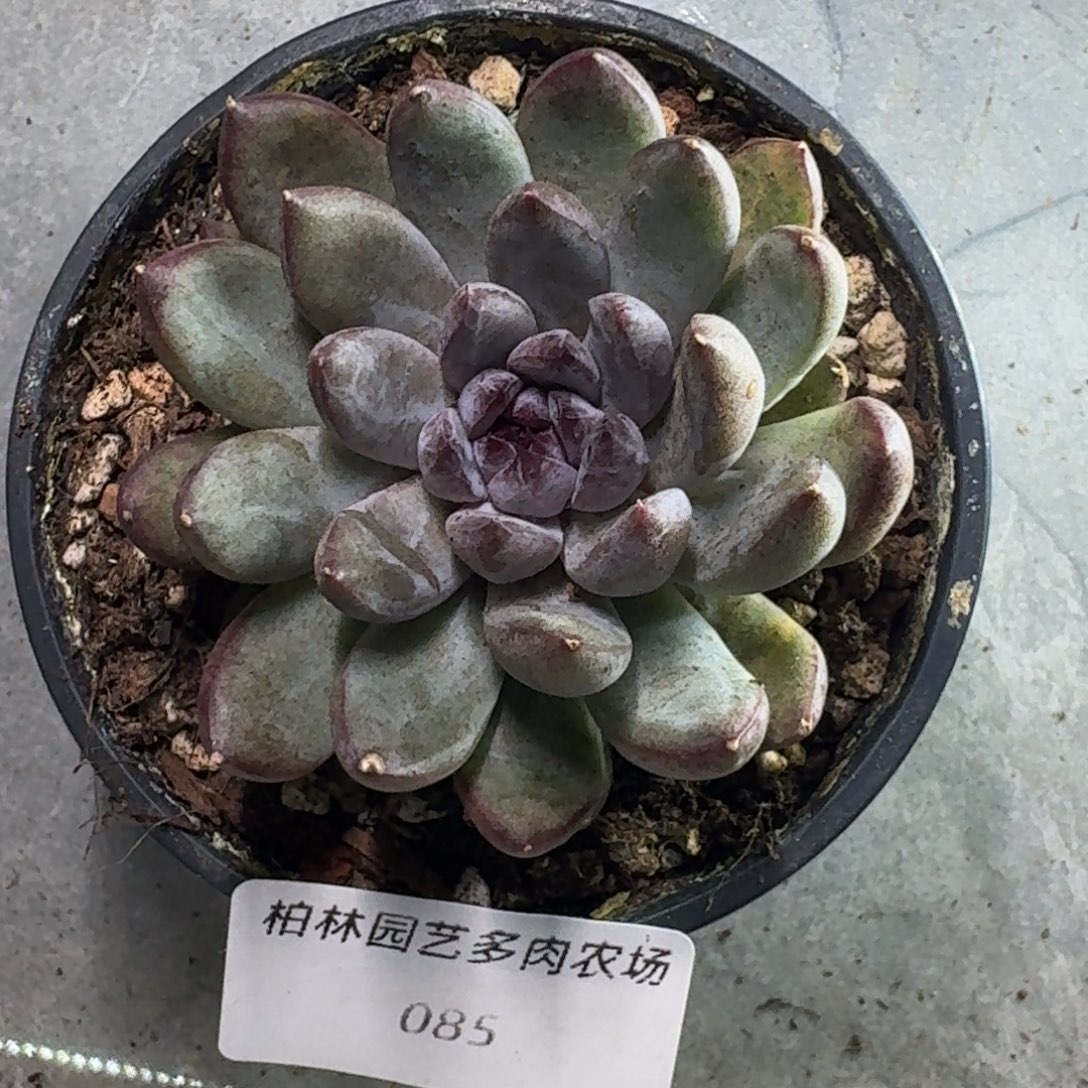 085 美人杂交 一物一拍