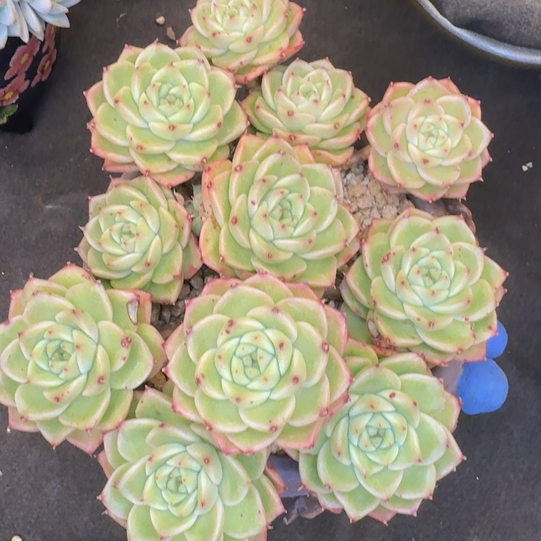 多肉植物的生长发育和生长发育等