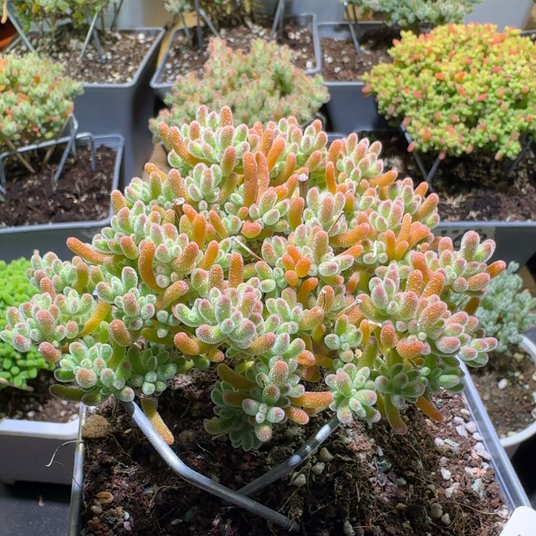 枝干番杏橘子冰晶493