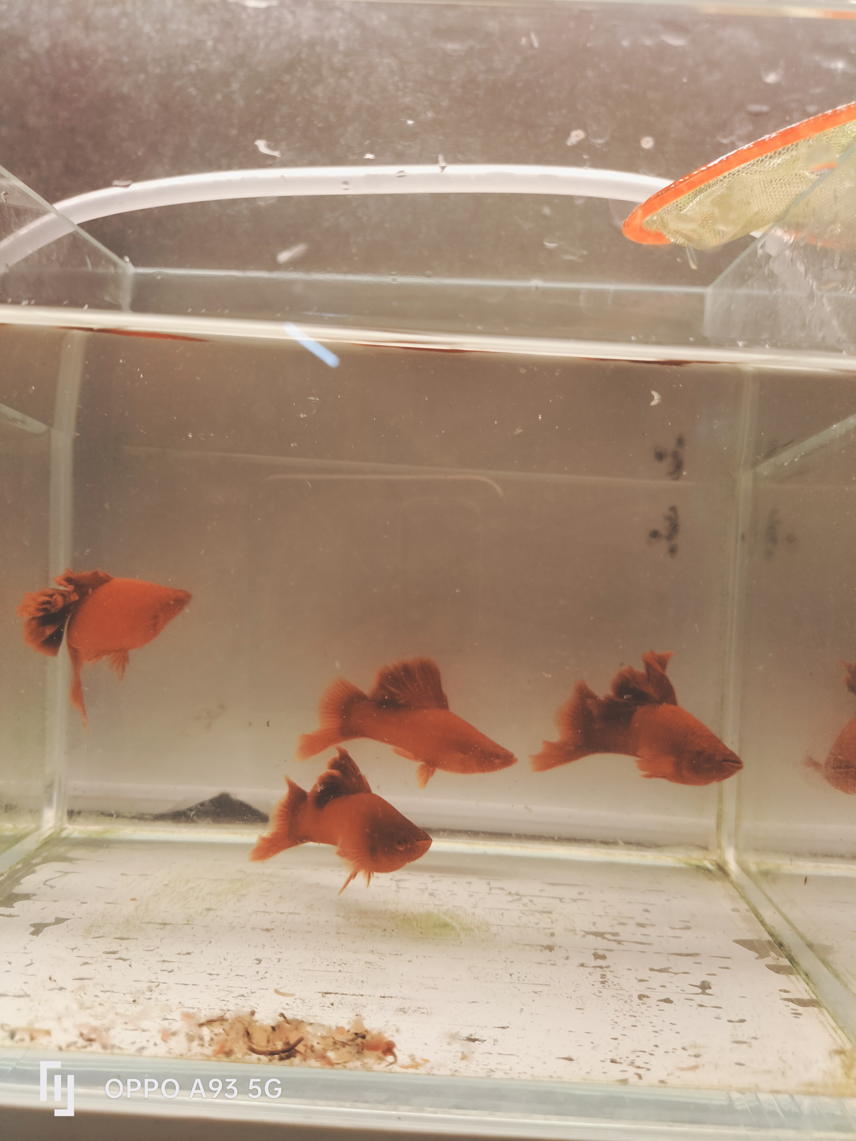 高旗红箭4条公鱼(新疆青海西藏不发货)