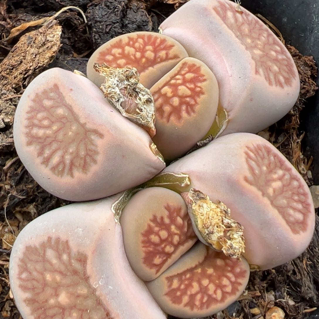 2.18好看的多肉299