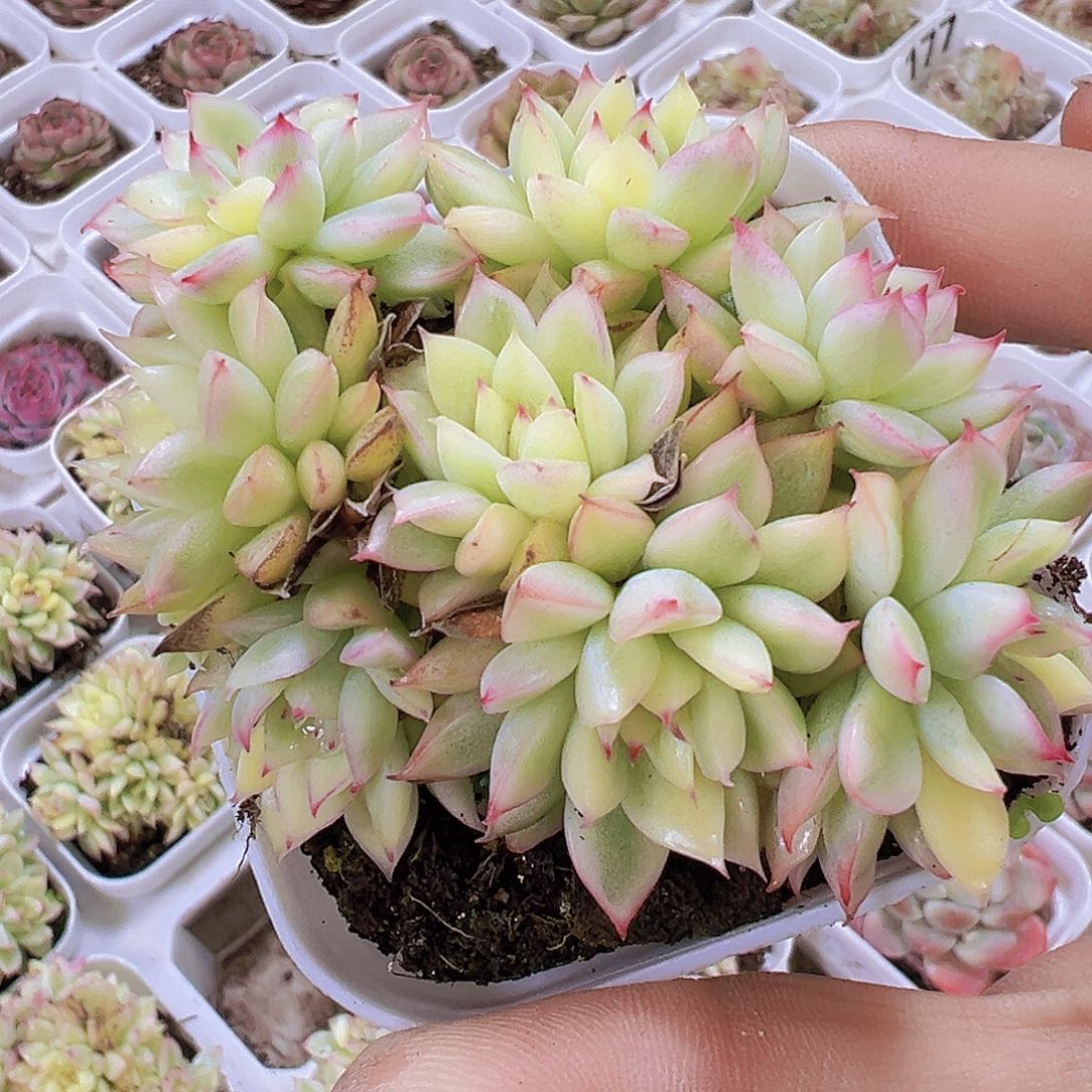 女雏锦19包邮多肉植物