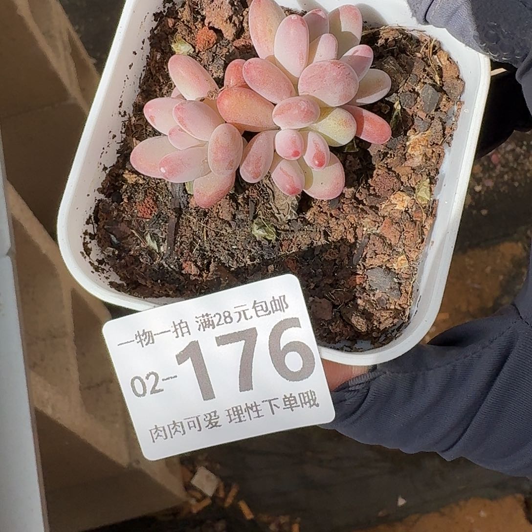 樱花奶多肉无盆土发货