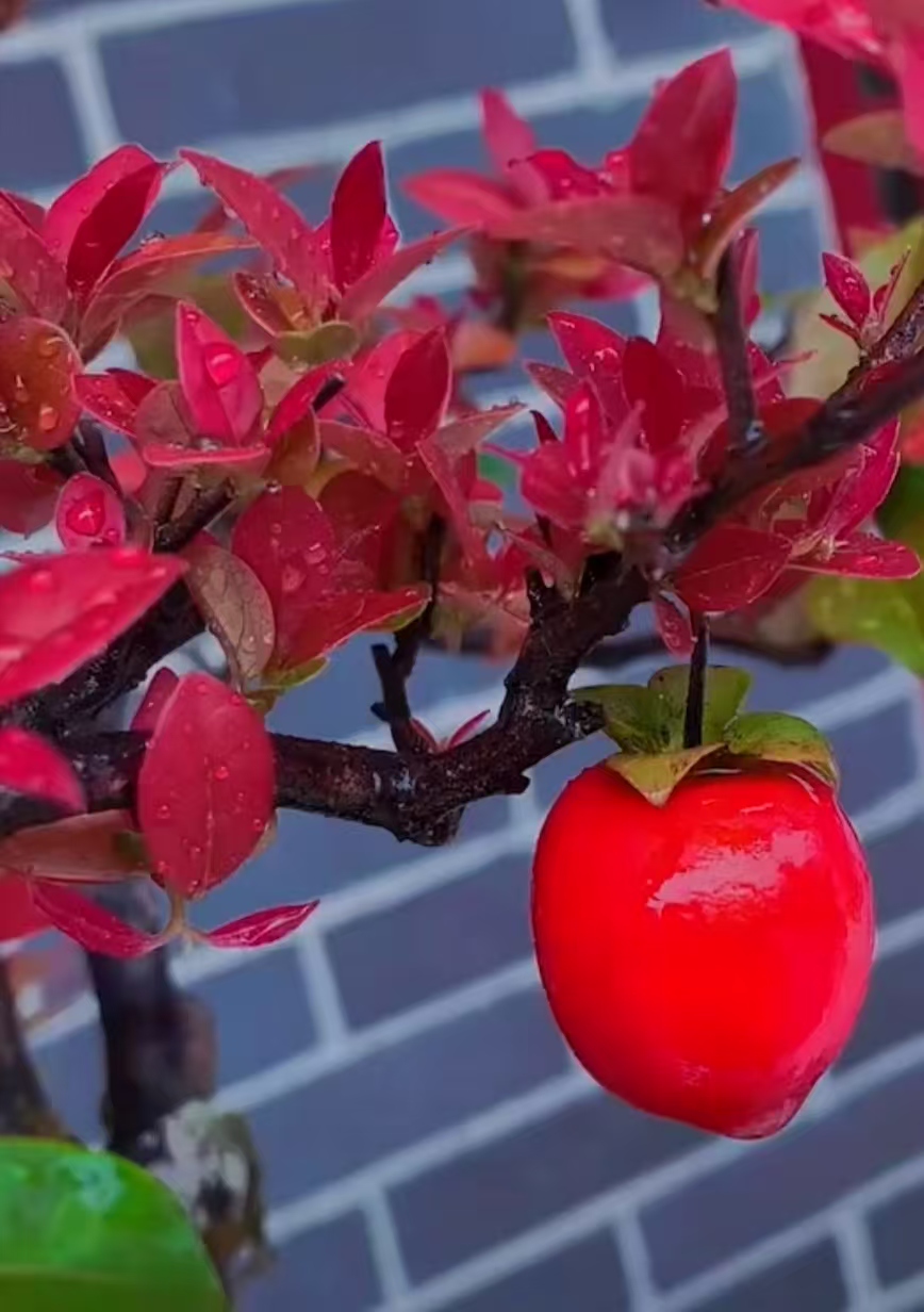 金弹子红芽仙子嫁接苗正品包对版.