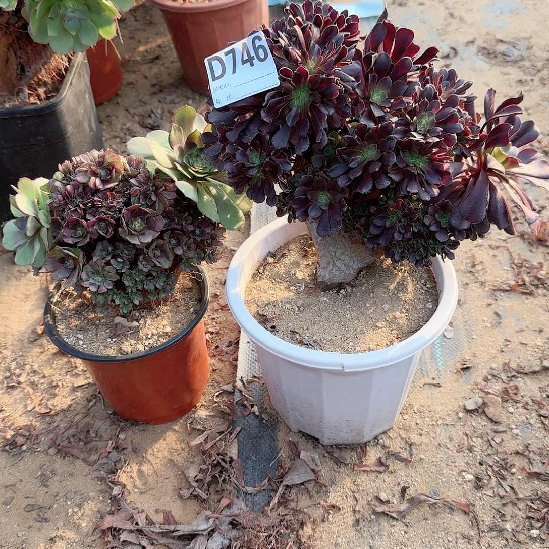 746欧紫万缀有伤共2颗