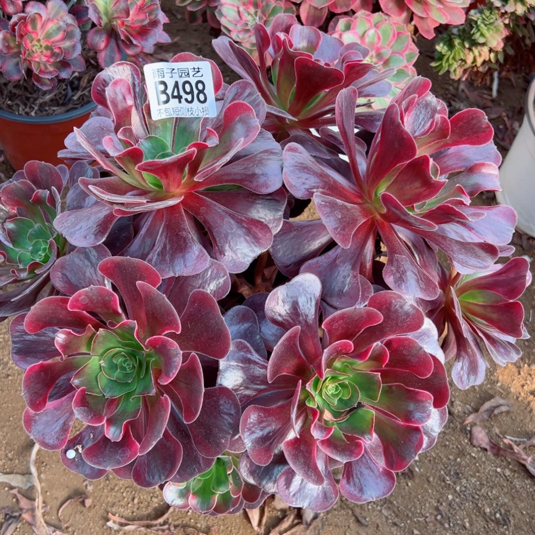 498爱神尺寸25左右